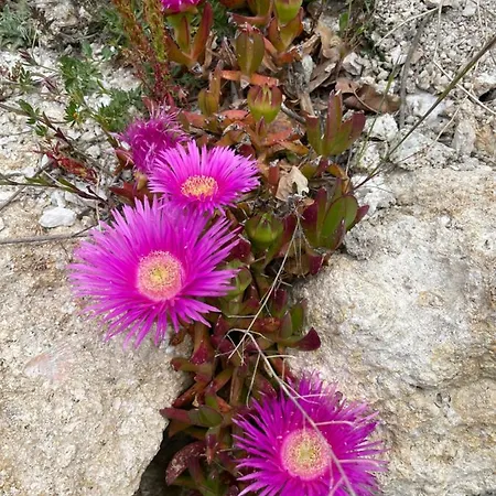 Casa Natura 40 *